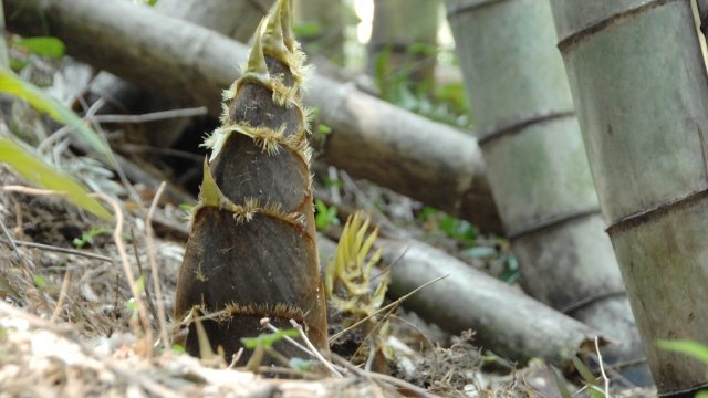 竹を切りたいときのレシプロソーの替刃
